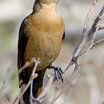 Boat-tailed Grackle